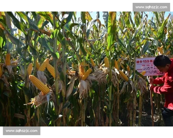 国外高效伐木：技术如何做到省时省力？